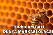 Türk Çam Balı Dünya Markası Olacak – EKONOMİ