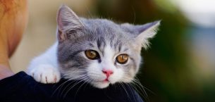 Kedi Sahiplenmek İsteyenlere Tavsiyeler: İlanlardan En Güzel 10 Seçki