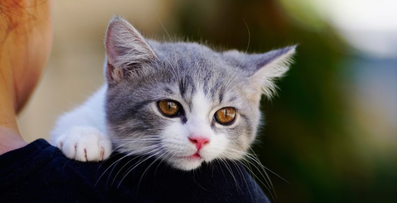 Kedi Sahiplenmek İsteyenlere Tavsiyeler: İlanlardan En Güzel 10 Seçki