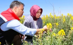 Vali Yiğitbaşı Endemik Eber Sarısı Çiçeğini İnceledi